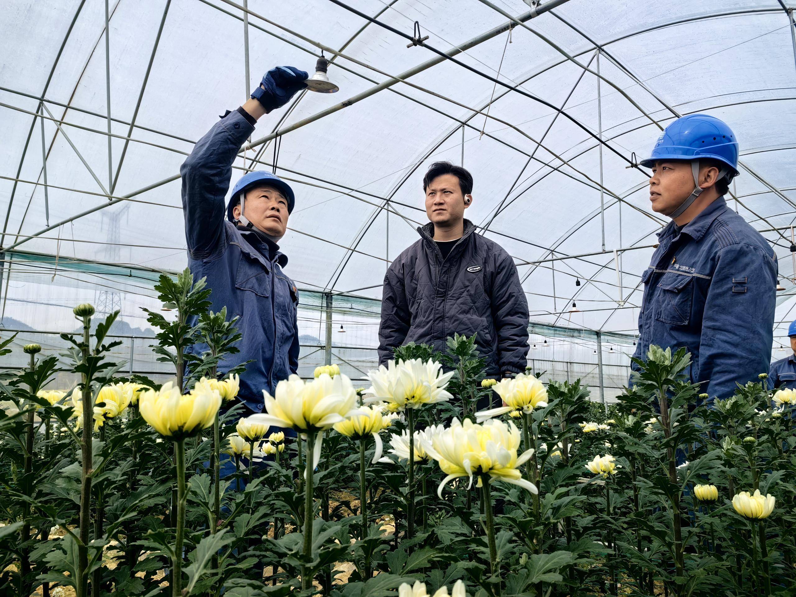 镇宁供电局：优质电力助力菊花飘香