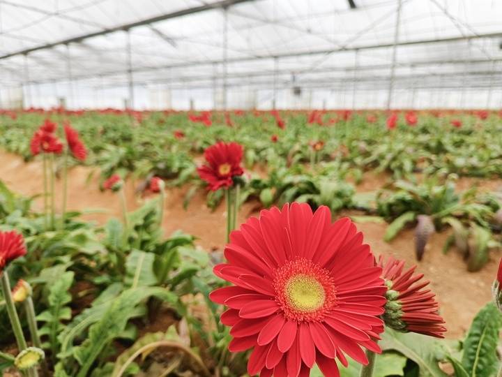 贵州惠水：小菊花开出“致富花”