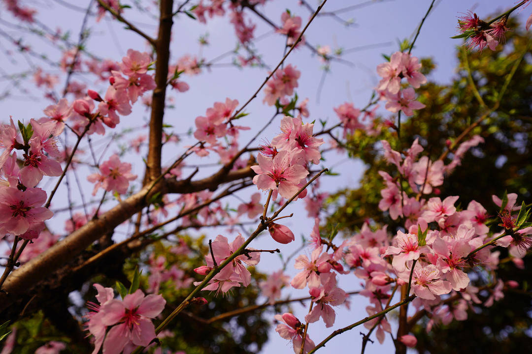 【视频】南京小桃园里，“菊花桃”盛开引人惊叹