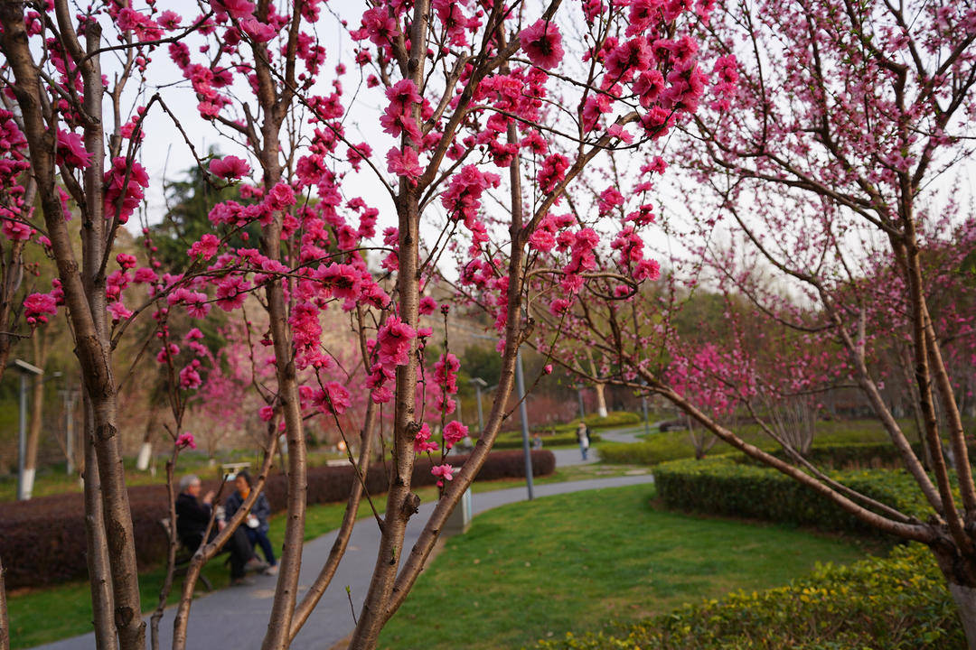 【视频】南京小桃园里，“菊花桃”盛开引人惊叹