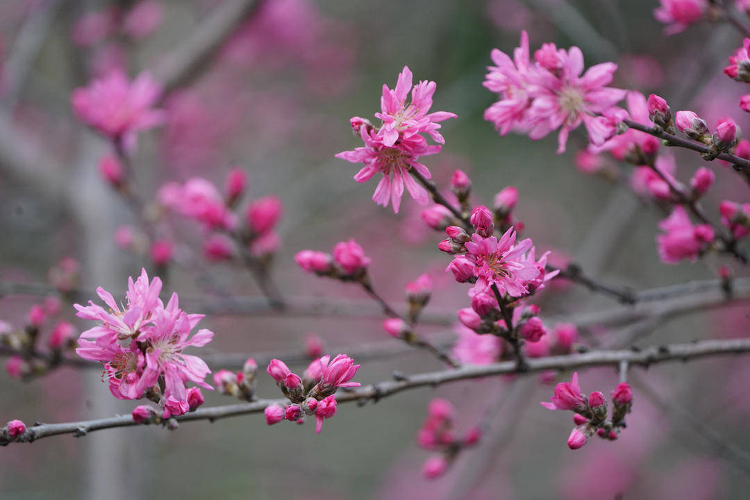【视频】南京小桃园里，“菊花桃”盛开引人惊叹