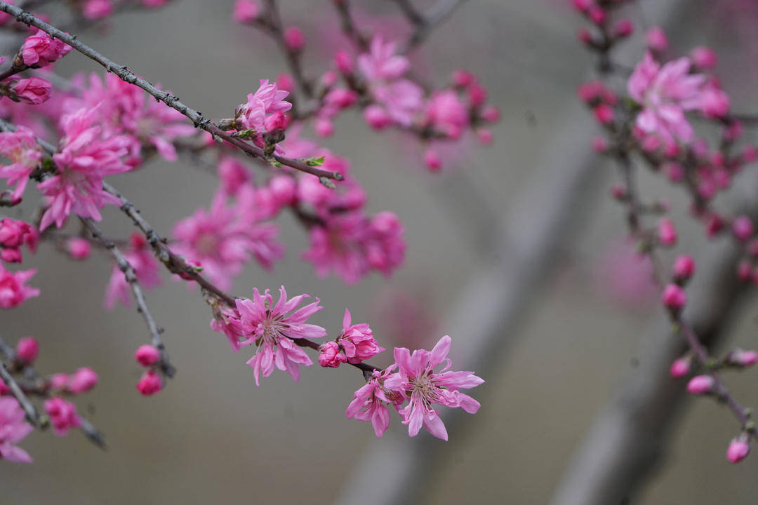 【视频】南京小桃园里，“菊花桃”盛开引人惊叹