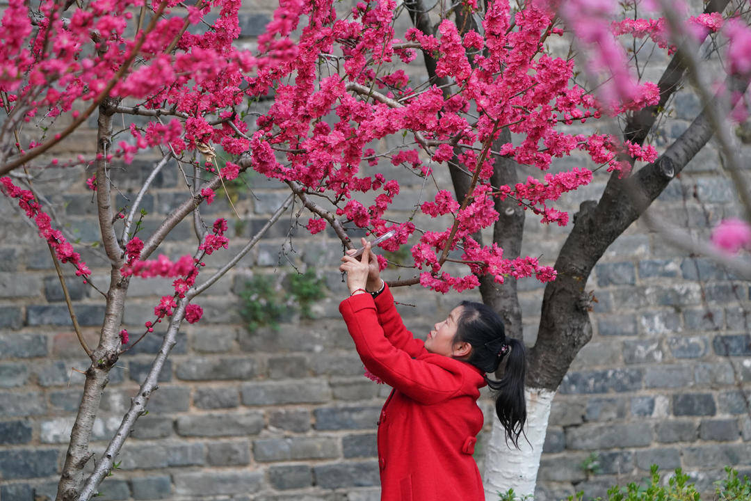 【视频】南京小桃园里，“菊花桃”盛开引人惊叹