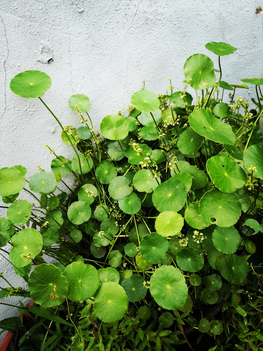 草本虚拟币(草本癣痒净是江西产还是常德生产的)